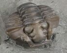 Wide, Enrolled Flexicalymene Trilobite In Shale - Ohio #67970-1